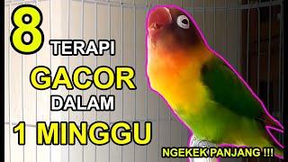 Cuma 1 Minggu! 8 Terapi Lovebird Biar Gacor dan Ngekek Panjang