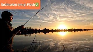 Entspanntes Feedern an der Elbe auf Brassen, Aal und Zander 