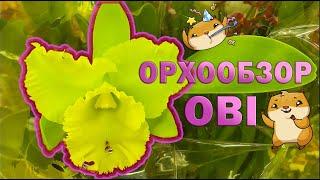 ОРХИДЕИ в ОБИ МЕГА-Дыбенко, г. Санкт-Петербург.