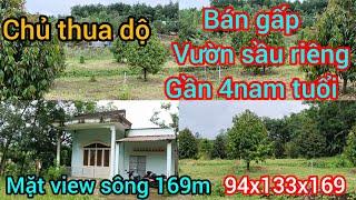 chủ thua độ cần bán gấp vườn sầu riêng 4nam tuổi kèm nhà tâm huyết view sông bao quanh 94*133*169