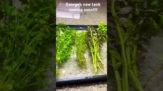George the dwarf gourami is getting a new tank!!! #aquariums  #nanoaquarium #nanoaquascape #fish