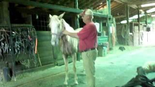 Tennessee Walking Horse For Sale "Dusty" (Untackin)