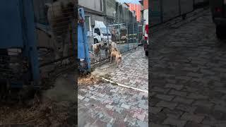 pitbull Dog Face Kangal Shepherd and 2 Dogs  #shorts #dog #dogs #pitbull