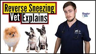 Why Is Your Dog Reverse Sneezing? And What Can You Do About It? | Vet Explains