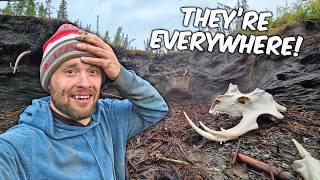 The Most Ice Age Bones Discovered In One Area!