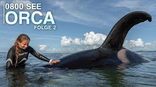 0800 SEE ORCA - Orca In Distress | Episode 2