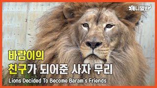 전시관 속에서 고통 받던 바람이의 가족이 되어준 친구들ㅣLions Befriended Baram, Who Lived In Pain In A Small Exhibition Room