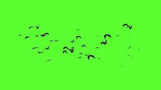 HD Birds Flying green screen, free copyrights