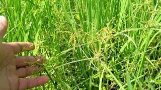 Weeds control in the rice field.