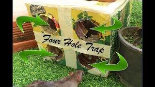 Amazing Mouse trap, How to Make Four Hole Mouse Trap with  Case Paper/Good idea Trap At home