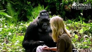 Heart-warming moment WILD GORILLAS accept Damian Aspinall's wife Victoria - OFFICIAL VIDEO