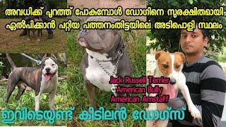 Dog boarding Pathanamthitta (ഡോഗിനെ സുരക്ഷിതമായി ഏൽപിക്കാൻ പറ്റിയ സ്ഥലം)#Jack Russell Terrier#Bully