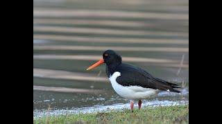 Oystercatchers / Tjeld (Nikon Z9)