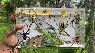 Hunt for weaver spiders and widow spiders‼️frog, cicada, praying mantis, katydid, golden beetle