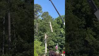 Witness the precision and safety of Kenny's Tree Removal as we remove a massive white oak with crane