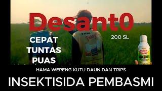 Cara mengendalikan hama wereng coklat pada tanaman padi  insektisidanya)