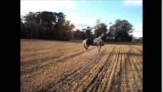 Playing in the wheat field