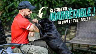 Mon chien harcèle les invités !  STAFFIE - Un café et c'est réglé Ep5