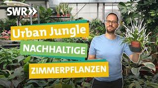 Zimmerpflanzen — so wird dein Urban Jungle wirklich grün. I Ökochecker SWR