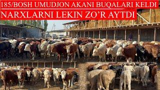 185/BOSH UMIDJON AKANI BUQALARI KELDI ANGUS AVLIKOL SEMENTALL BUQALAR NARXLARI ARZON