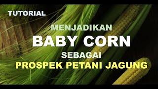 TUTORIAL menjadikan baby corn sebagai sebuah potensi dan prospek bagi petani jagung indonesia