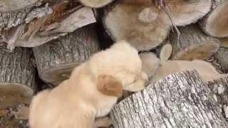 3 too cute golden retriever Pups Playing in Woodpile