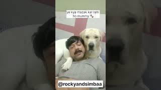 Rocky and papa #rocky #doglover #rockydog #shorts #labrador #pets #cute #cutedog #ytshort #cuterocky