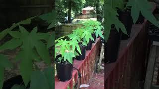 Growing Papaya in Alabama