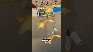 Inalillahisemua guppy full gold kolam habis terbawa banjir