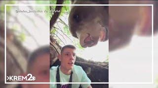 Serbian influencer's close encounter with bear in den