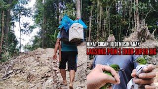 CAMPING DAN MIKAT CUCAK IJO DI HUTAN SUMATRA PANEN CUCAK IJO PARUH HITAM TROTOLADA YANG BABON LAGI