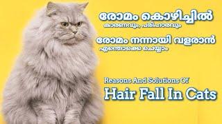 പൂച്ചകളിലെ രോമം കൊഴിച്ചിൽ | പരിഹാരങ്ങൾ  | Hair Loss In Cats Malayalam