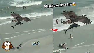 Burung Elang Terbang Sambil Mencengkram Ikan Hiu, Santapan Predator.!!