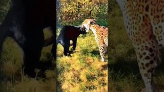 black Panther v/ leopard#b n music blog