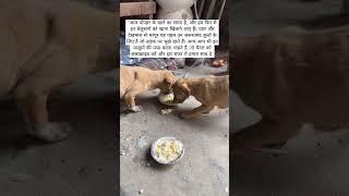 #DogFeeding #AnimalLove #StrayDogsCare" #youtube #doglover #streetdog #foodlover #foodtime