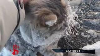 Кот, который хотел погреться под машиной и вмерз в лед, обрел хозяев