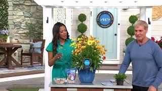 Phillip Watson Designs 4-Piece Solar Series Coreopsis Live Plants on QVC