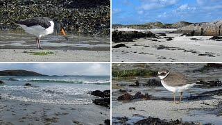 Bird Watching in Scotland - Isle of Mull Beaches