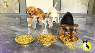 Puppies Food Review New Video  Petify TV Dogs Series 35  Puppies Food Review Channel Videos