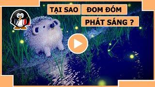 TẠI SAO ĐOM ĐÓM PHÁT SÁNG ?