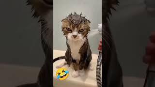 Hhhh funny cat ️ #funnyanimals #funnycats #funnyvideo #hh #hhh #catfunnyvideo #kittens #memesvideo