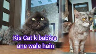 Hmari kis Cat k babies hone wale hain || Sb chote kittens ko bath de diya