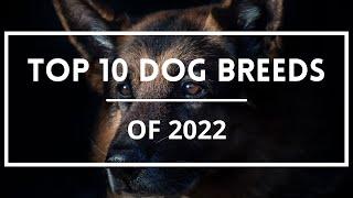 TOP 10 MOST POPULAR DOG BREEDS FOR 2022