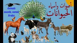      Sounds and Arabic names of animals  أصوات وأسماء الحيوانات