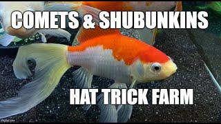  SHUBUNKIN AND COMET GOLDFISH | BREEDING GOLDFISH |  SINGLE TAIL GOLDFISH   |  HAT TRICK FARM