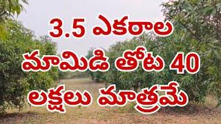 3.5 acres of mango farmland for sale near Madanapalle #agriculturelandsforsale #farmlandforsale