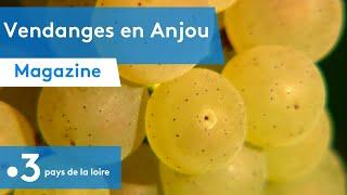 ANGERS : les vendanges 2021 au cœur de l'Anjou