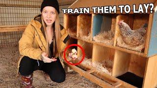 Train Chickens To Lay Where YOU Want In 2 EASY Ways 