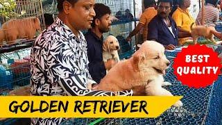 Recent dog market Update Kolkata / Cheapest Big Pets Market India