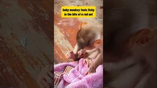 Poor baby monkey #babyprimate #monkey #monpai #funny #cute #babymonpai #animals #monpailucu #pets